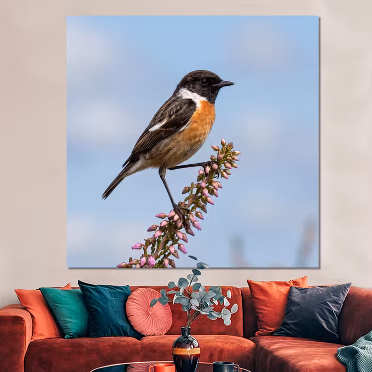 Forex - Roodborsttapuit - Heide - Paars - Natuur - Sfeervol — 3