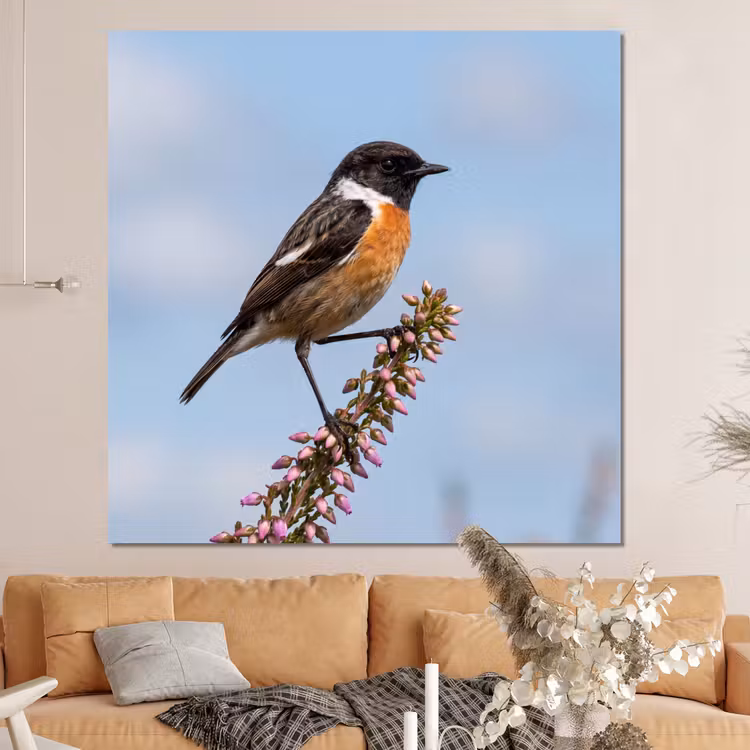 Forex - Roodborsttapuit - Heide - Paars - Natuur - Sfeervol — 4
