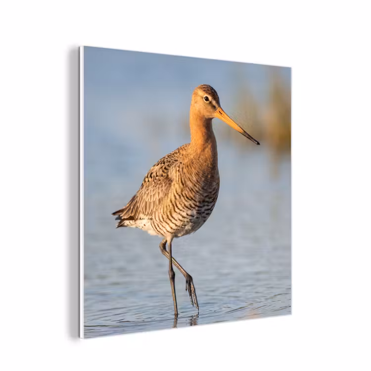 Forex - Vogel - Steltloper - Water - Natuur — 1
