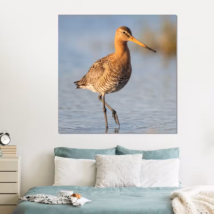 Forex - Vogel - Steltloper - Water - Natuur — 2