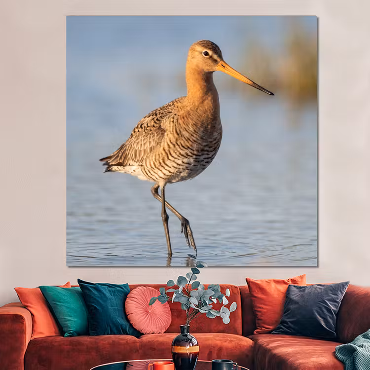 Forex - Vogel - Steltloper - Water - Natuur — 3
