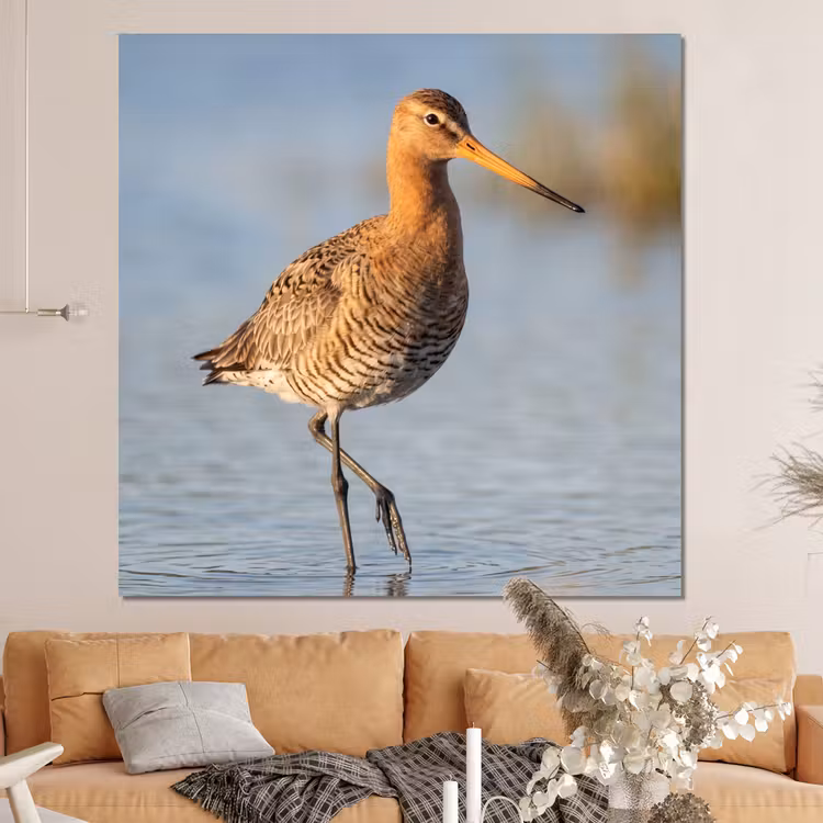 Forex - Vogel - Steltloper - Water - Natuur — 4