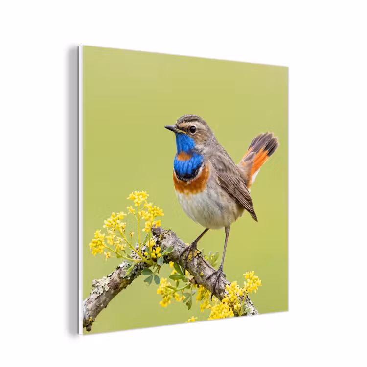 Forex - Vogel - Tak - Natuur - Kleurrijk — 1