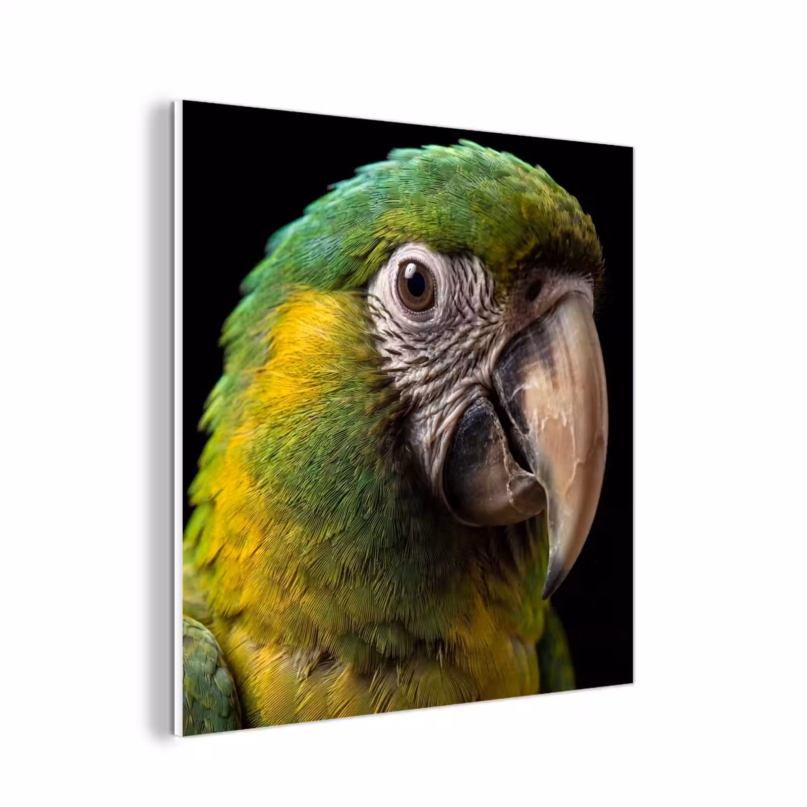 Forex - Ara - Portret - Groen — 1