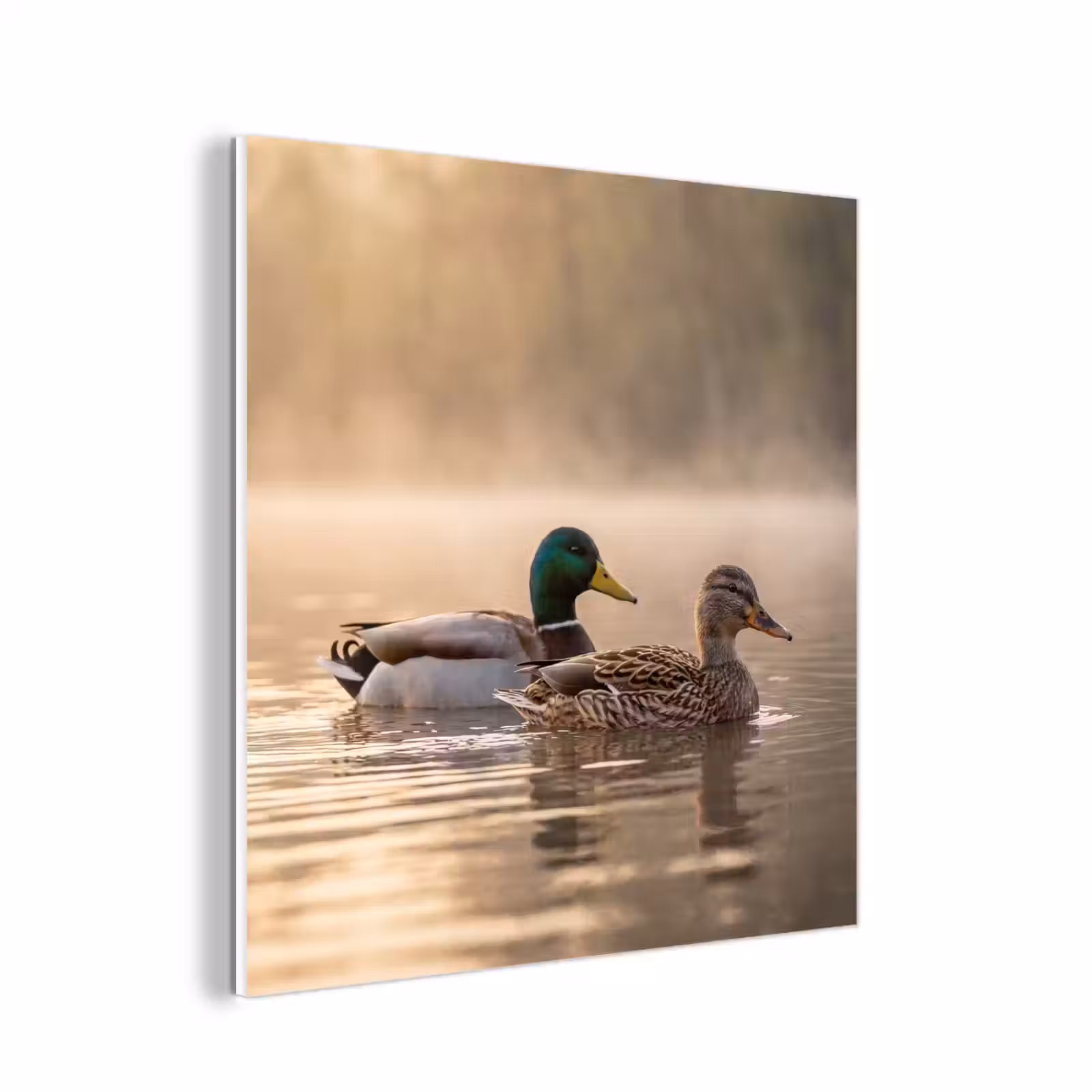 Forex - Eenden - Water - Mist - Natuur — 1