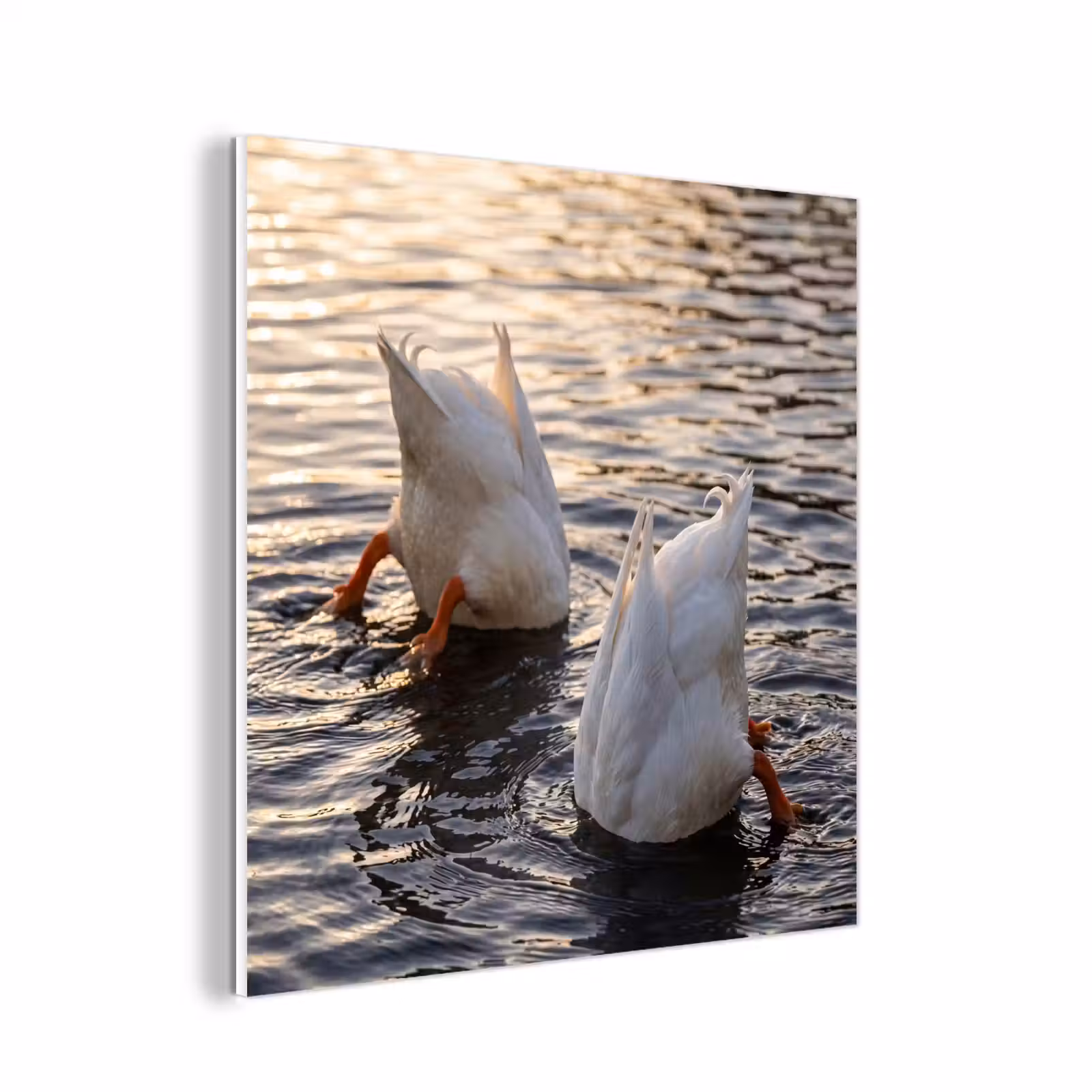 Forex - Eenden - Water - Natuur — 1