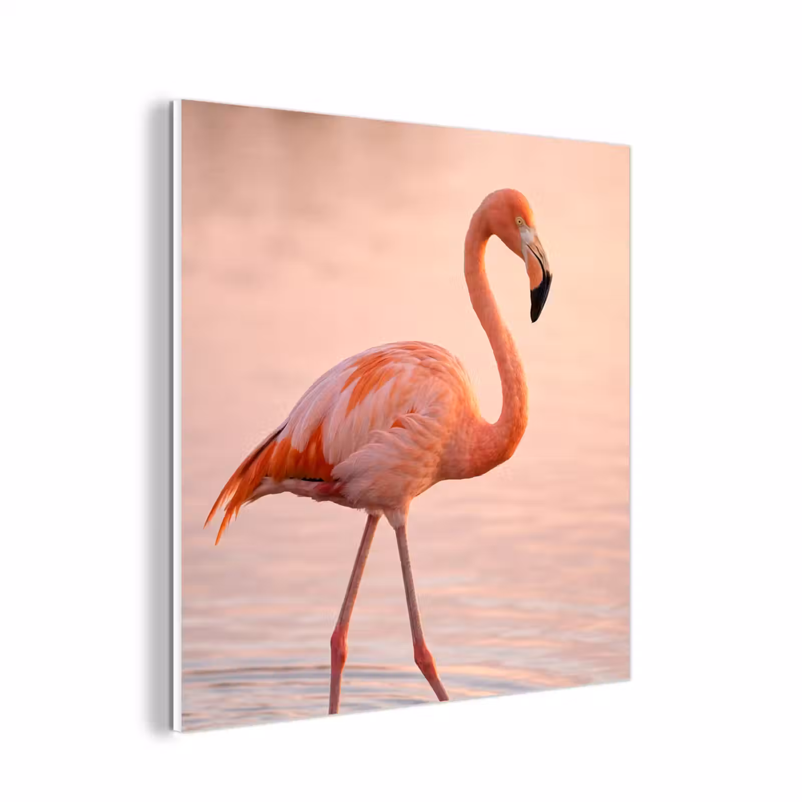 Forex - Flamingo - Water - Roze — 1