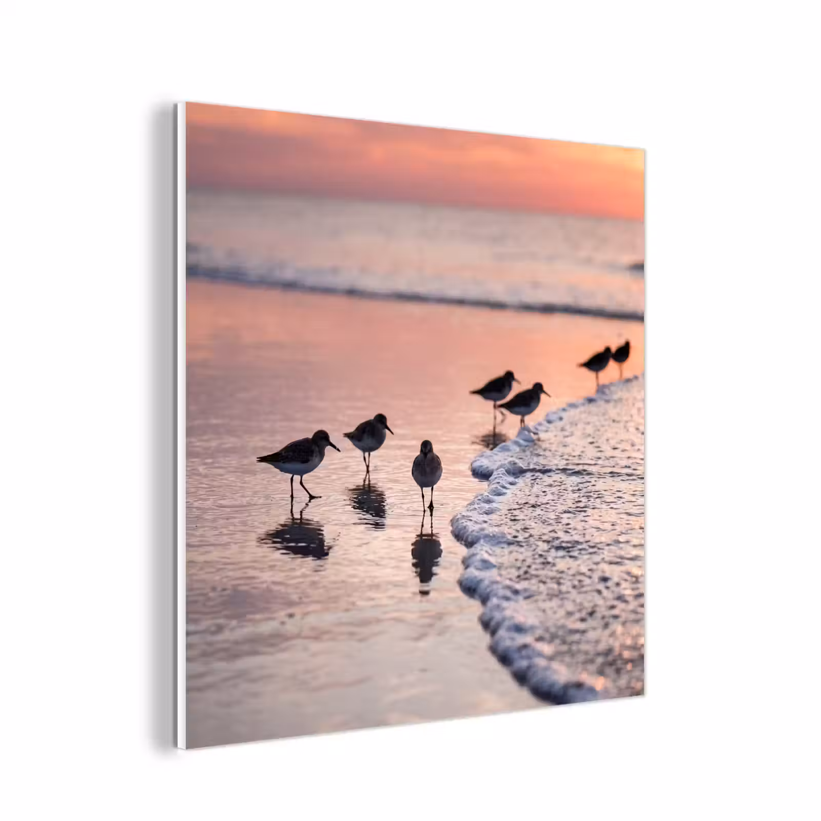 Forex - Meeuwen - Strand - Zee - Roze — 1