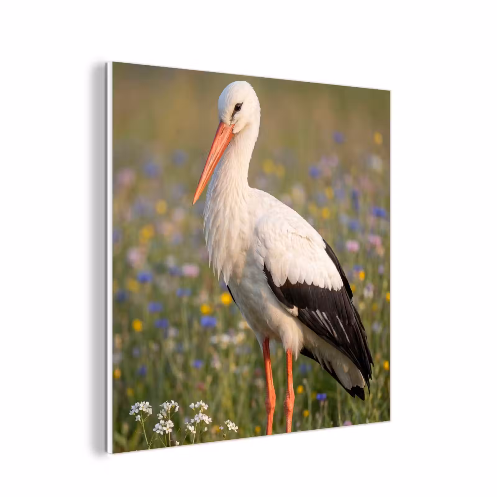 Forex - Ooienvaar - Bloemen - Weide - Kleurrijk — 1