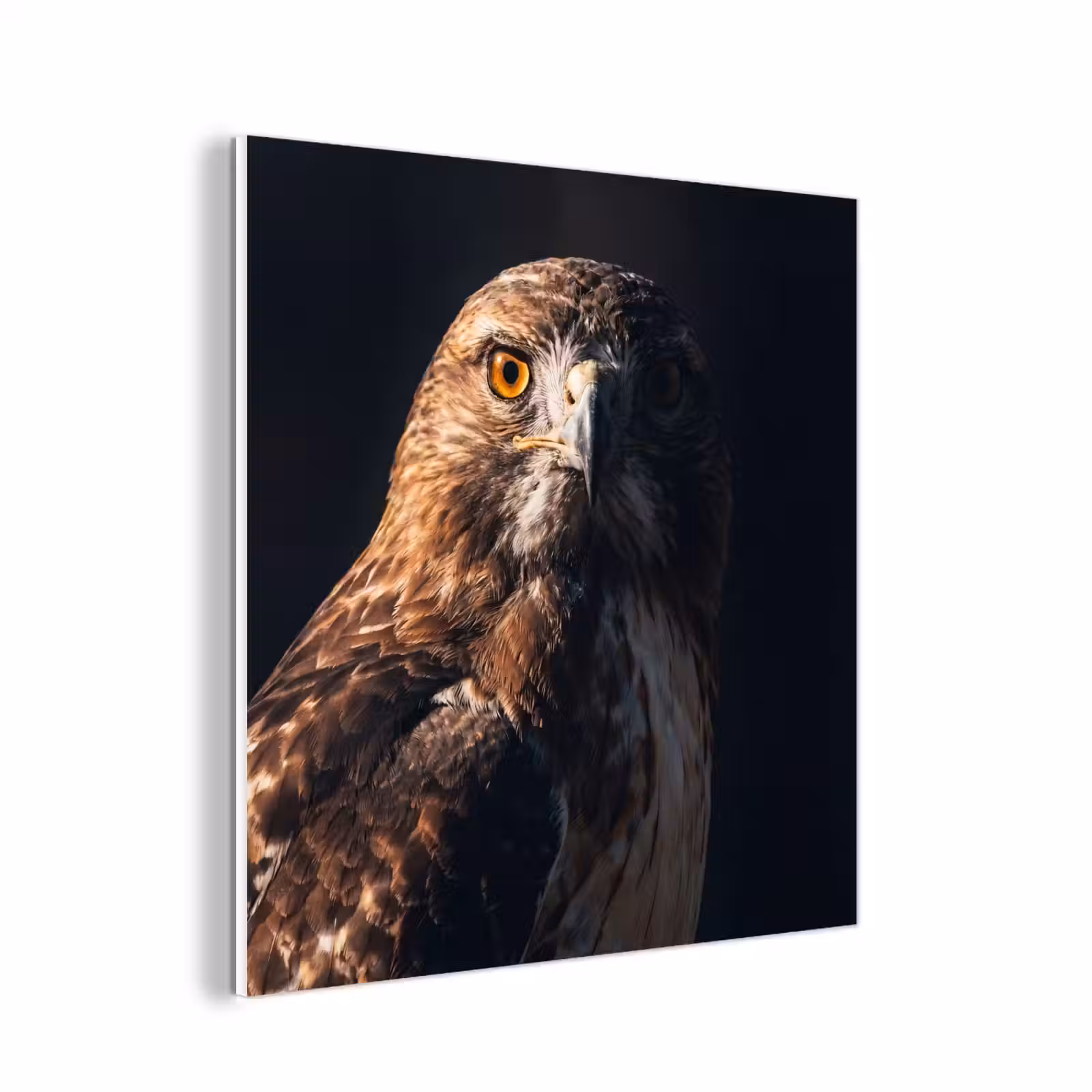 Forex - Roofvogel - Buizerd - Bruin — 1