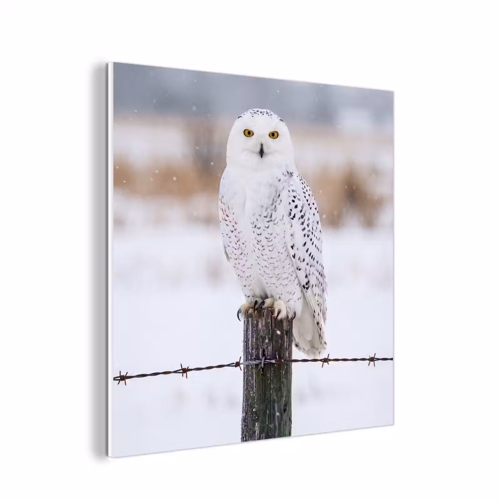 Forex - Sneeuwuil - Hek - Sneeuw - Wit — 1