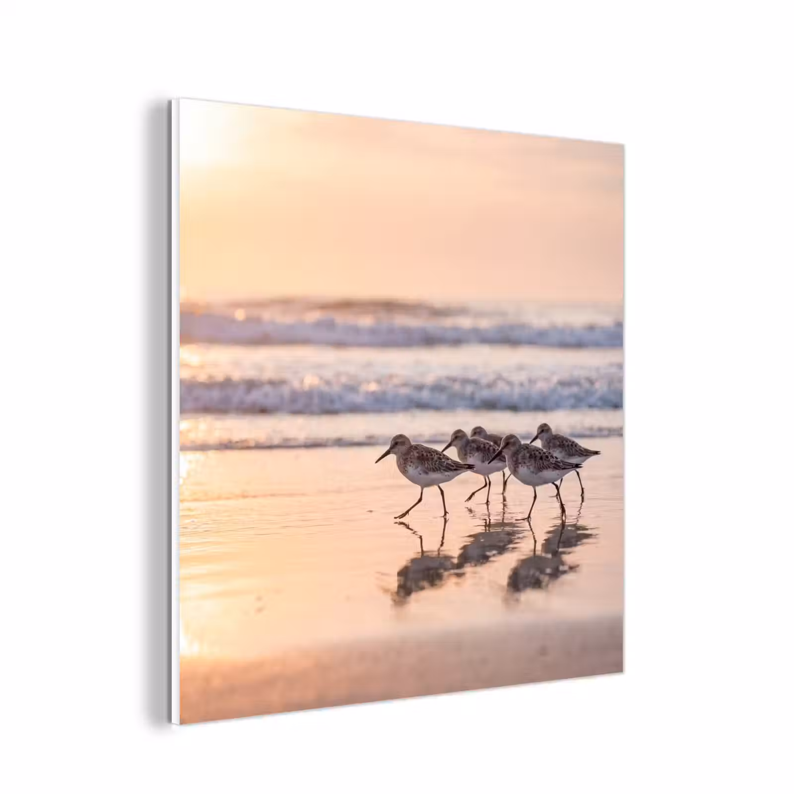 Forex - Zee - Vogels - Strand — 1