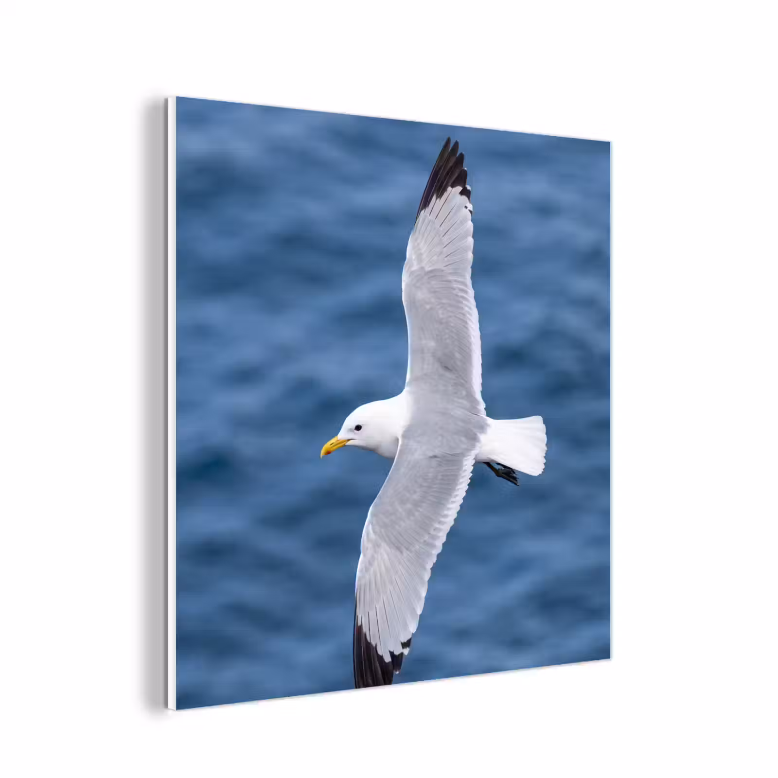 Forex - Zeemeeuw - Oceaan - Blauw — 1