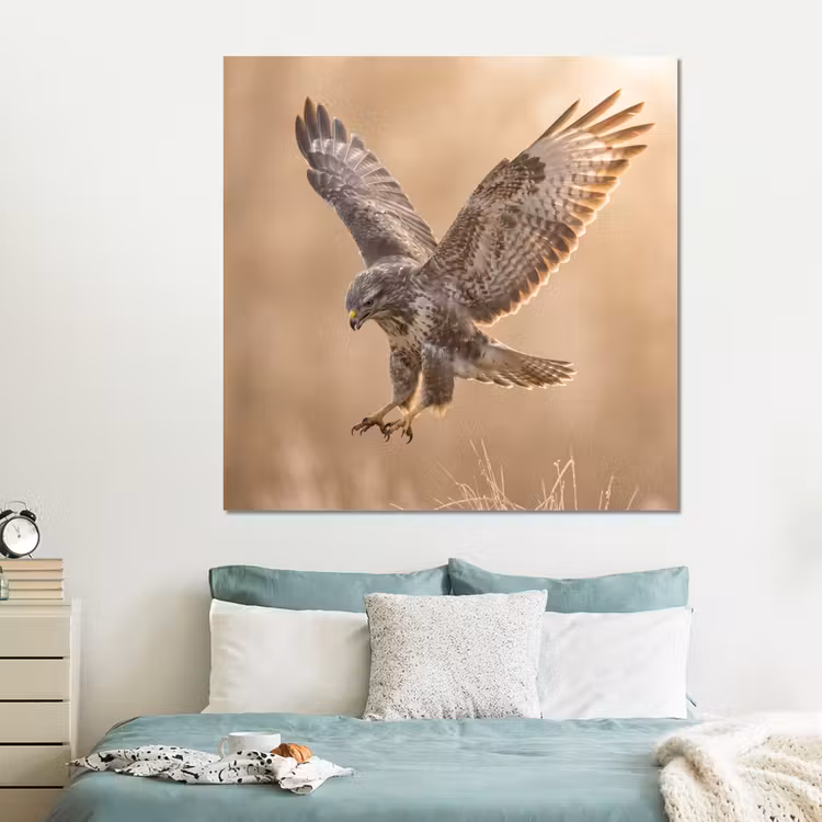 Forex - Buizerd - Roofvogel - Natuur - Bruin — 2