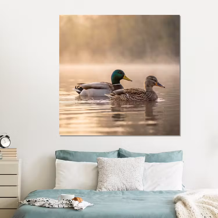 Forex - Eenden - Water - Mist - Natuur — 2