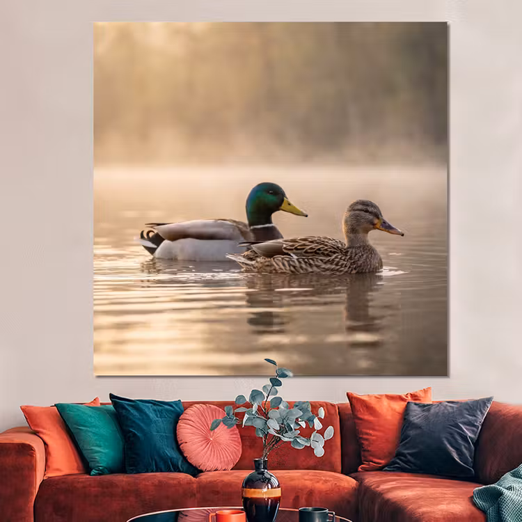 Forex - Eenden - Water - Mist - Natuur — 3