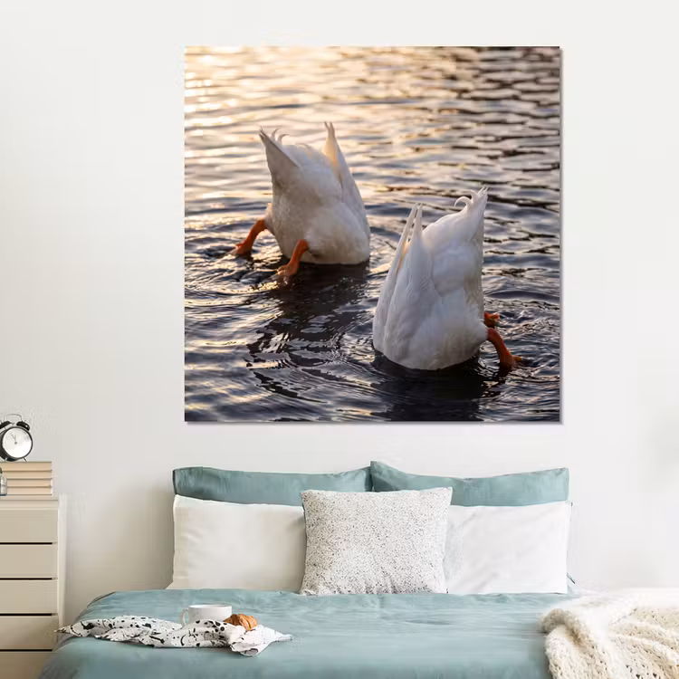 Forex - Eenden - Water - Natuur — 2