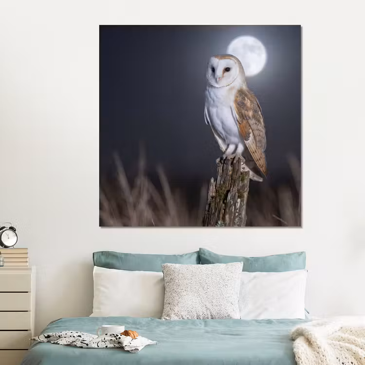 Forex - Kerkuil - Maan - Nacht — 2