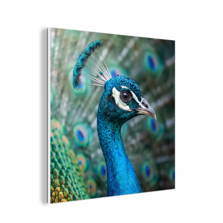 Forex - Pauw - Veren - Blauw — 1