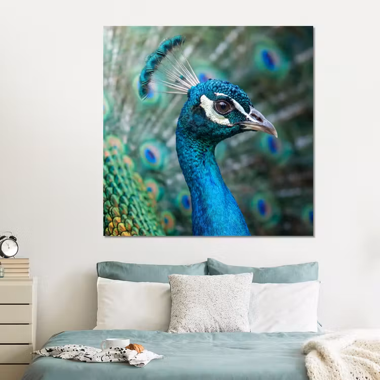 Forex - Pauw - Veren - Blauw — 2