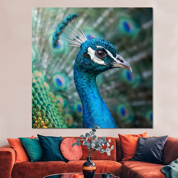 Forex - Pauw - Veren - Blauw — 3