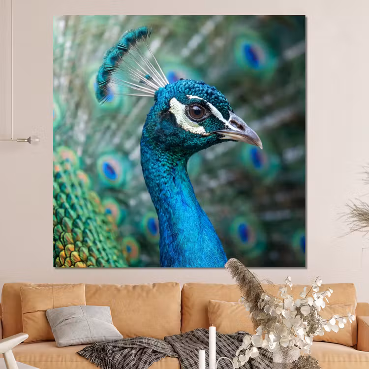 Forex - Pauw - Veren - Blauw — 4