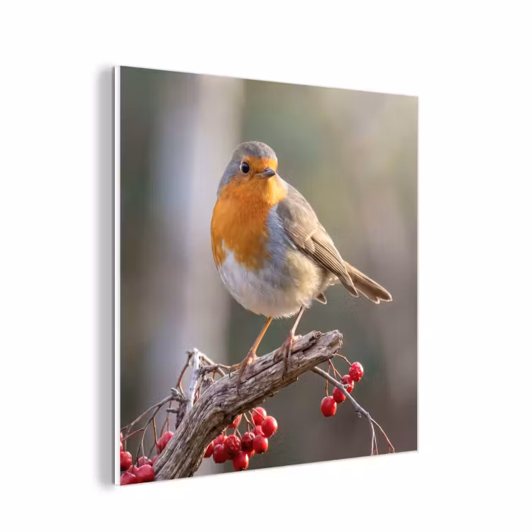 Forex - Roodborst - Tak - Bessen - Natuur — 1