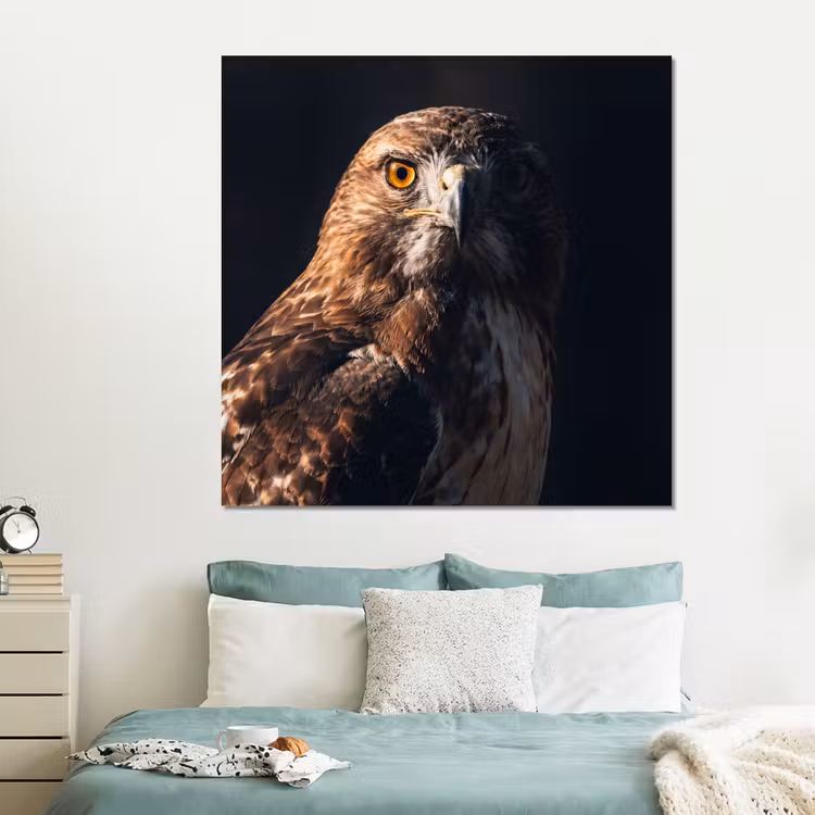 Forex - Roofvogel - Buizerd - Bruin — 2