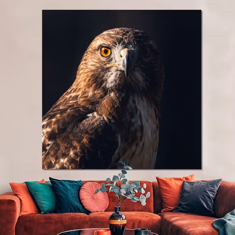 Forex - Roofvogel - Buizerd - Bruin — 3