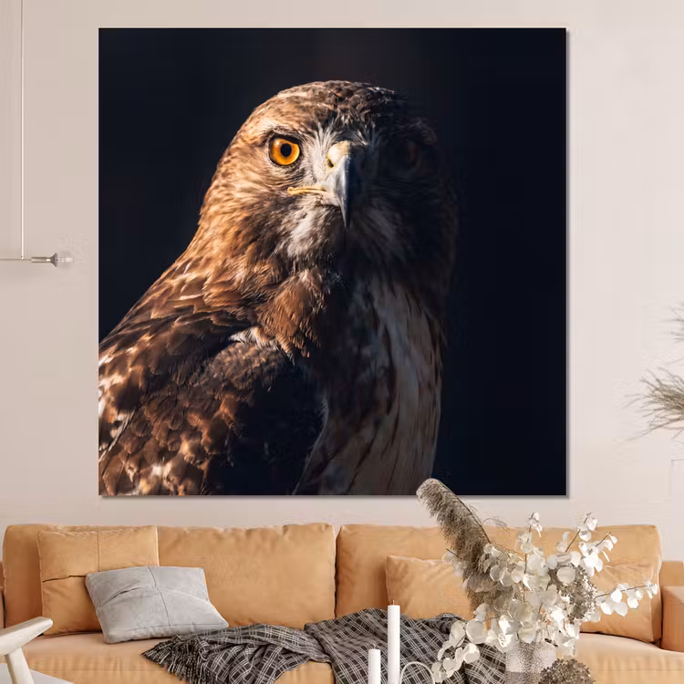 Forex - Roofvogel - Buizerd - Bruin — 4