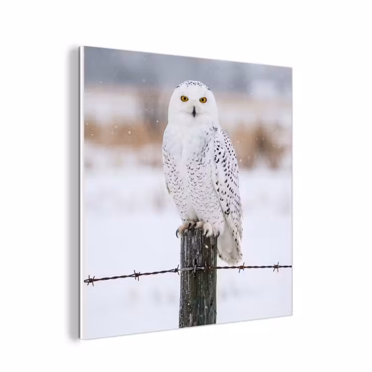 Forex - Sneeuwuil - Hek - Sneeuw - Wit — 1