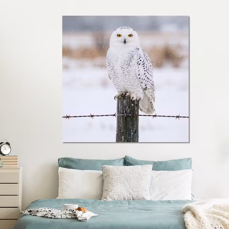 Forex - Sneeuwuil - Hek - Sneeuw - Wit — 2
