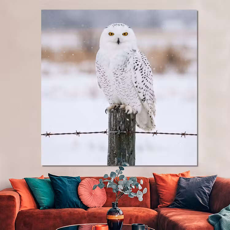 Forex - Sneeuwuil - Hek - Sneeuw - Wit — 3