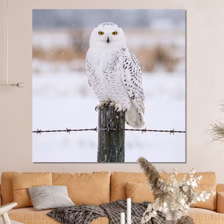 Forex - Sneeuwuil - Hek - Sneeuw - Wit — 4