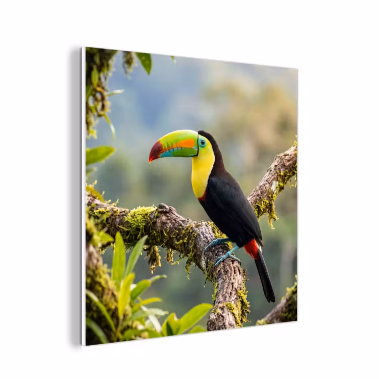 Forex - Toekan - Jungle - Natuur - Kleurrijk — 1