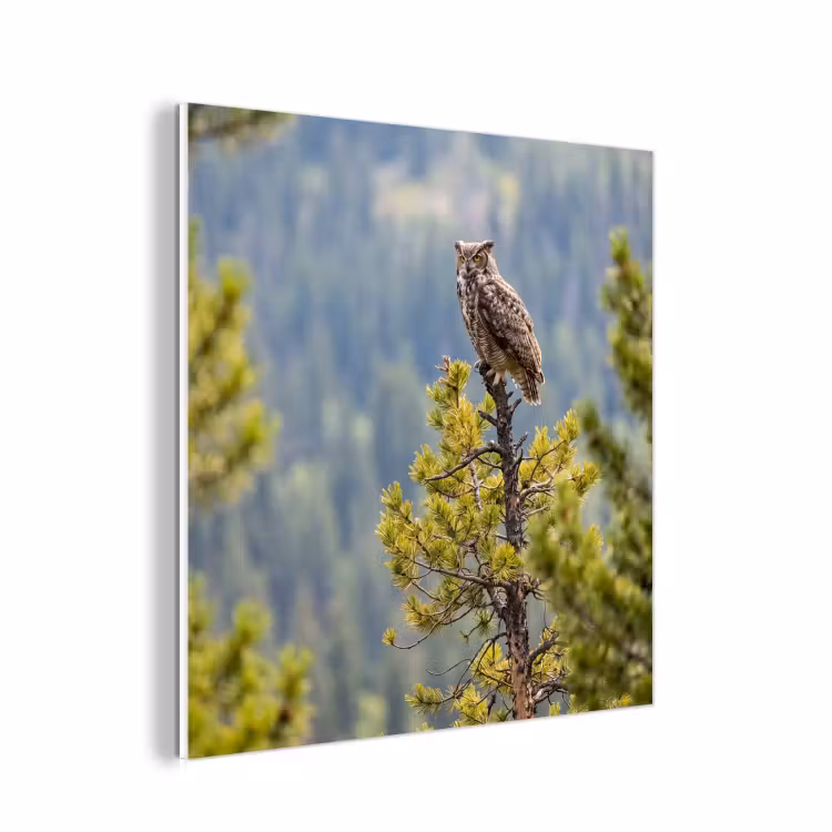 Forex - Uil - Oehoe - Bomen - Natuur — 1