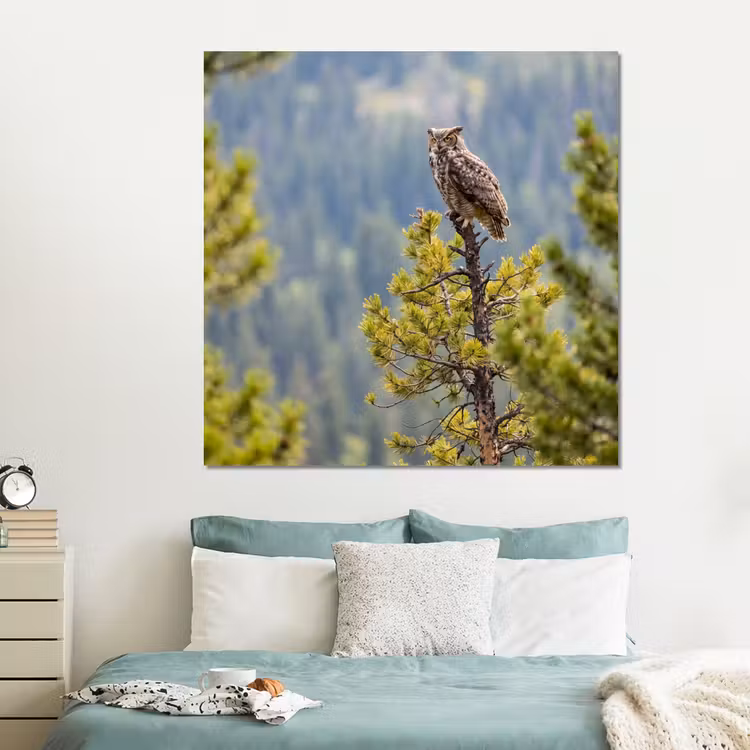 Forex - Uil - Oehoe - Bomen - Natuur — 2