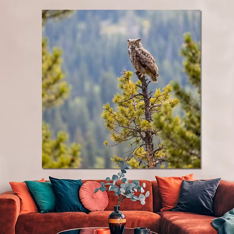 Forex - Uil - Oehoe - Bomen - Natuur — 3