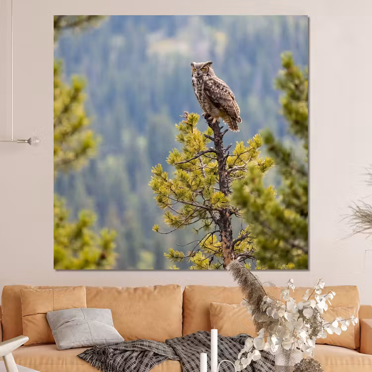 Forex - Uil - Oehoe - Bomen - Natuur — 4