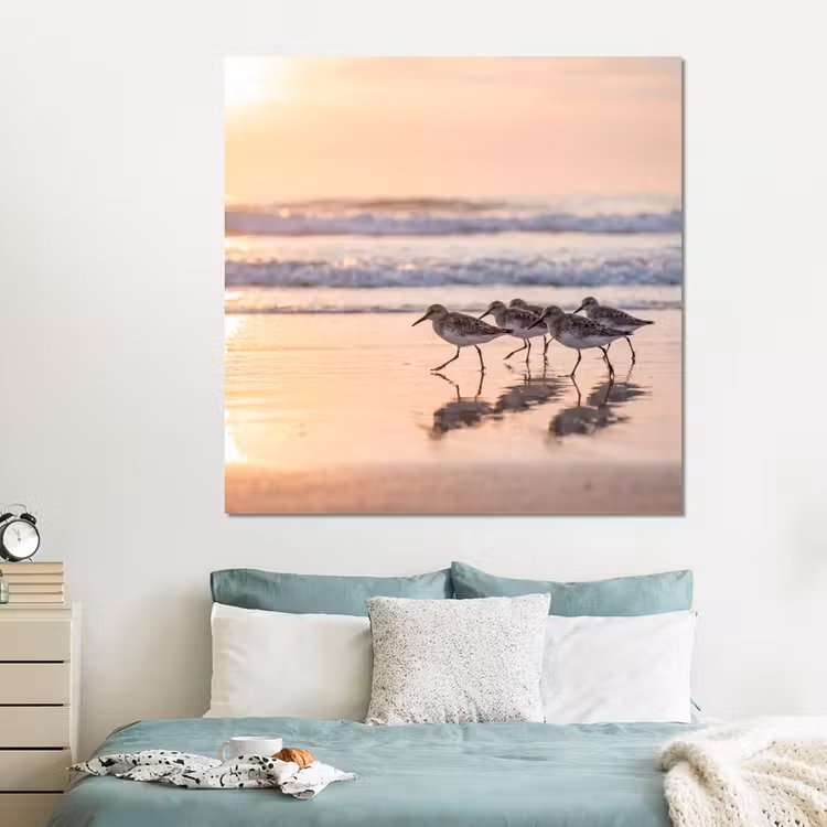Forex - Zee - Vogels - Strand — 2