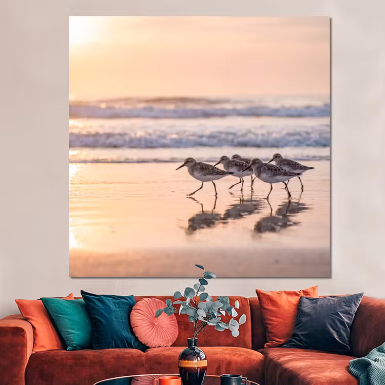 Forex - Zee - Vogels - Strand — 3