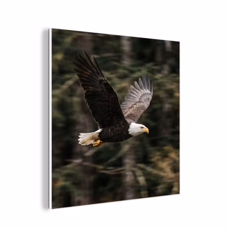 Forex - Zeearend - Vliegen - Bos - Natuur — 1