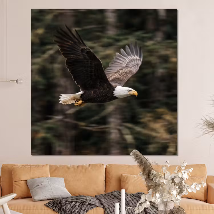 Forex - Zeearend - Vliegen - Bos - Natuur — 4
