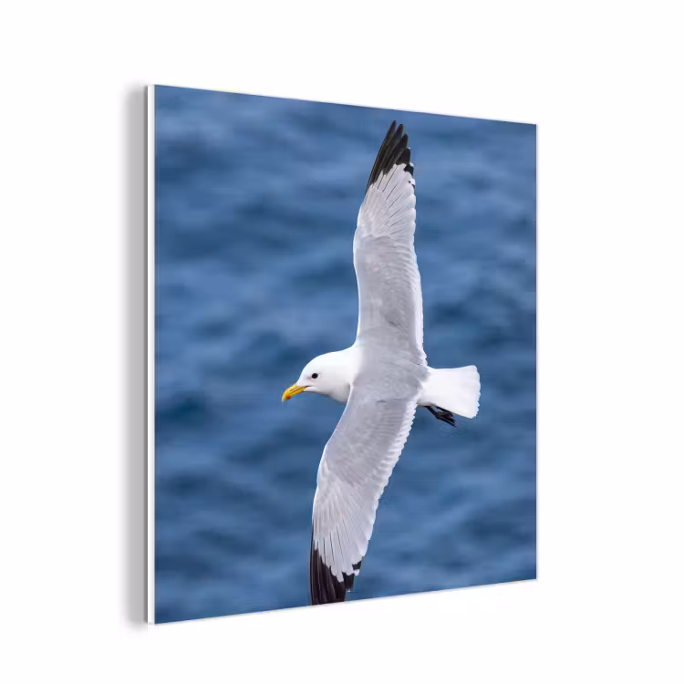 Forex - Zeemeeuw - Oceaan - Blauw — 1