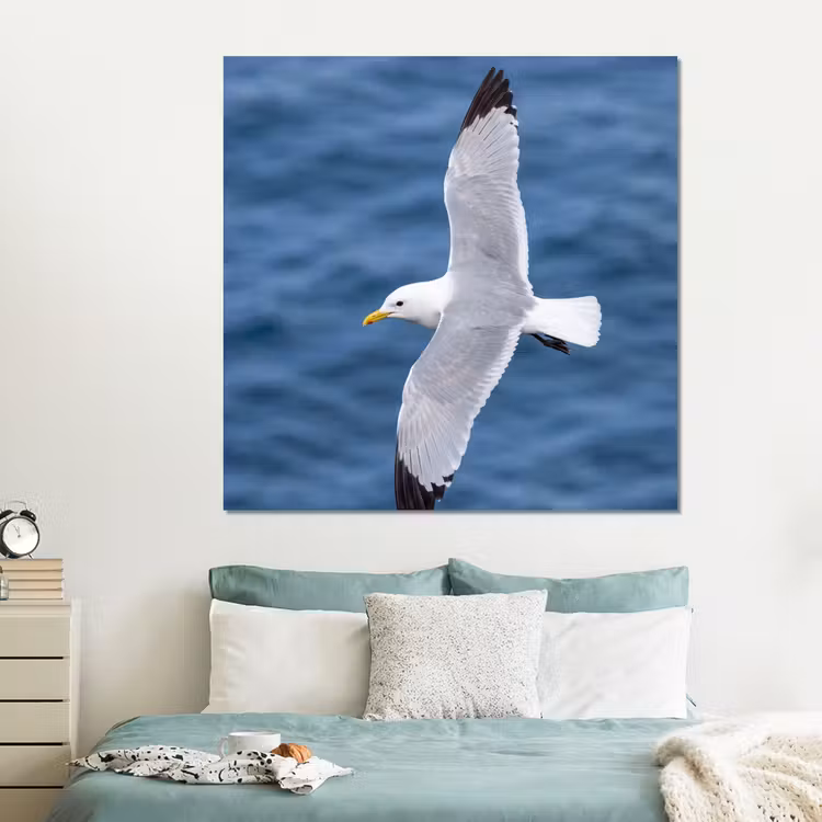 Forex - Zeemeeuw - Oceaan - Blauw — 2