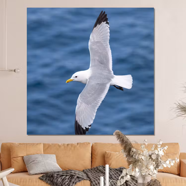Forex - Zeemeeuw - Oceaan - Blauw — 4