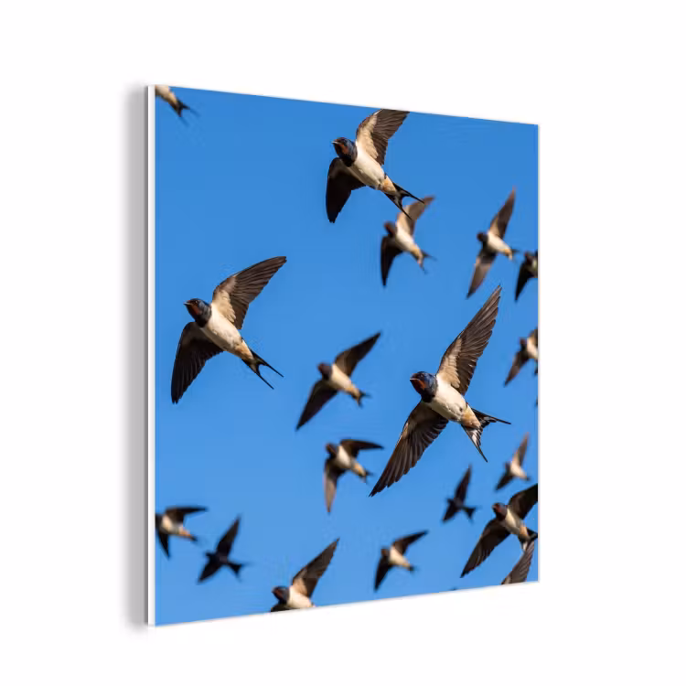 Forex - Zwaluwen - Vliegen - Blauw — 1