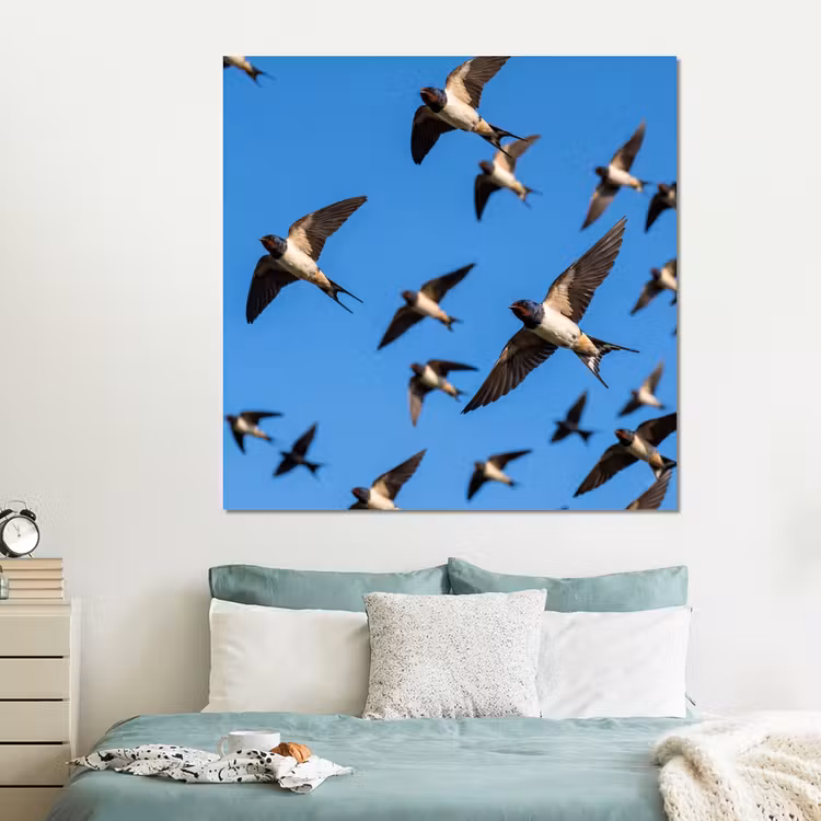 Forex - Zwaluwen - Vliegen - Blauw — 2