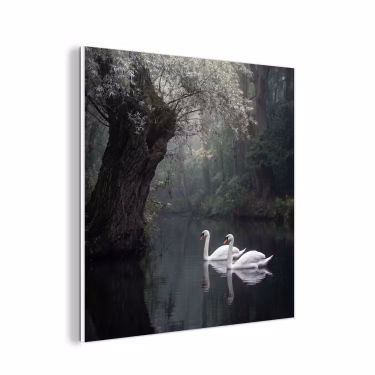 Forex - Zwanen - Rivier - Bos — 1