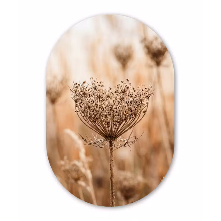 Muurovaal aluminium - Schermbloem - Droogbloem - Winter - Beige - Minimalistisch